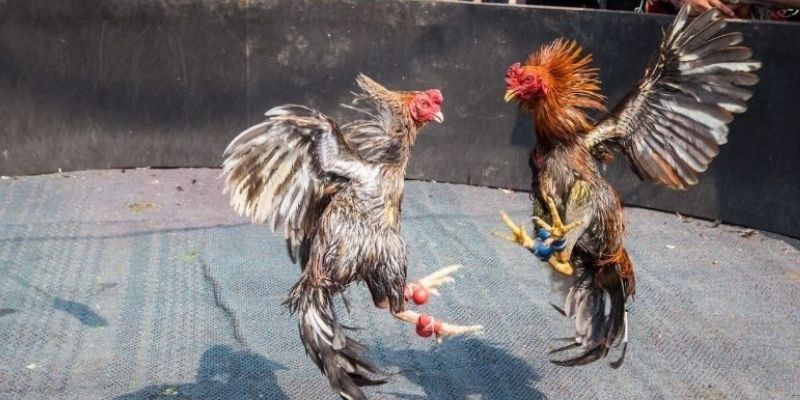 da-ga-king33-da-dang-sanh-dau-cho-anh-em