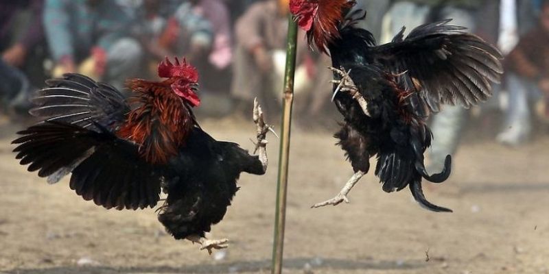 meo-ca-cuoc-da-ga-king33-de-hieu